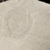 Qualle, Hydromeduse, Palaeoquorea, Malm, Plattenkalk, Painten