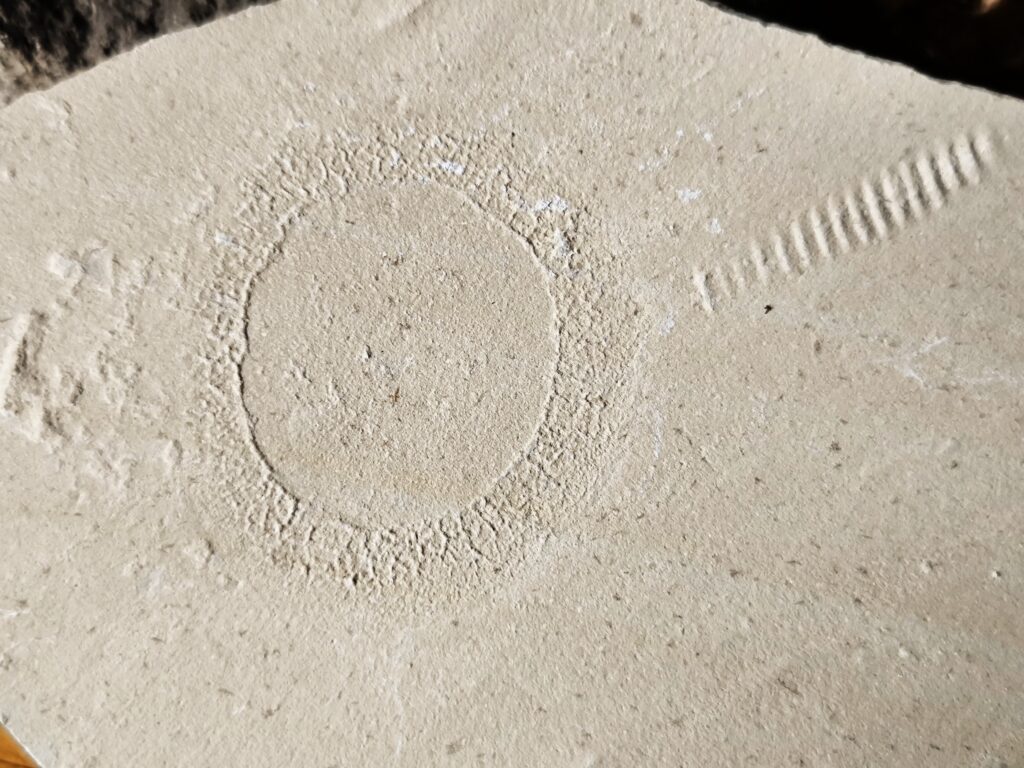Qualle, Hydromeduse, Palaeoquorea, Malm, Plattenkalk, Painten