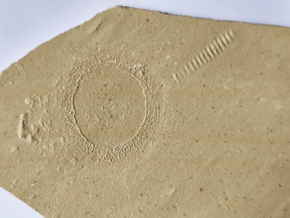 Qualle, Hydromeduse, Palaeoquorea, Malm, Plattenkalk, Painten