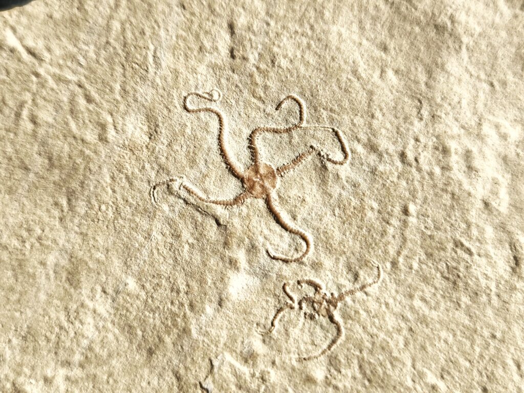 Schöne Platte mit Schlangensternen, Malm, Plattenkalk, Hienheim