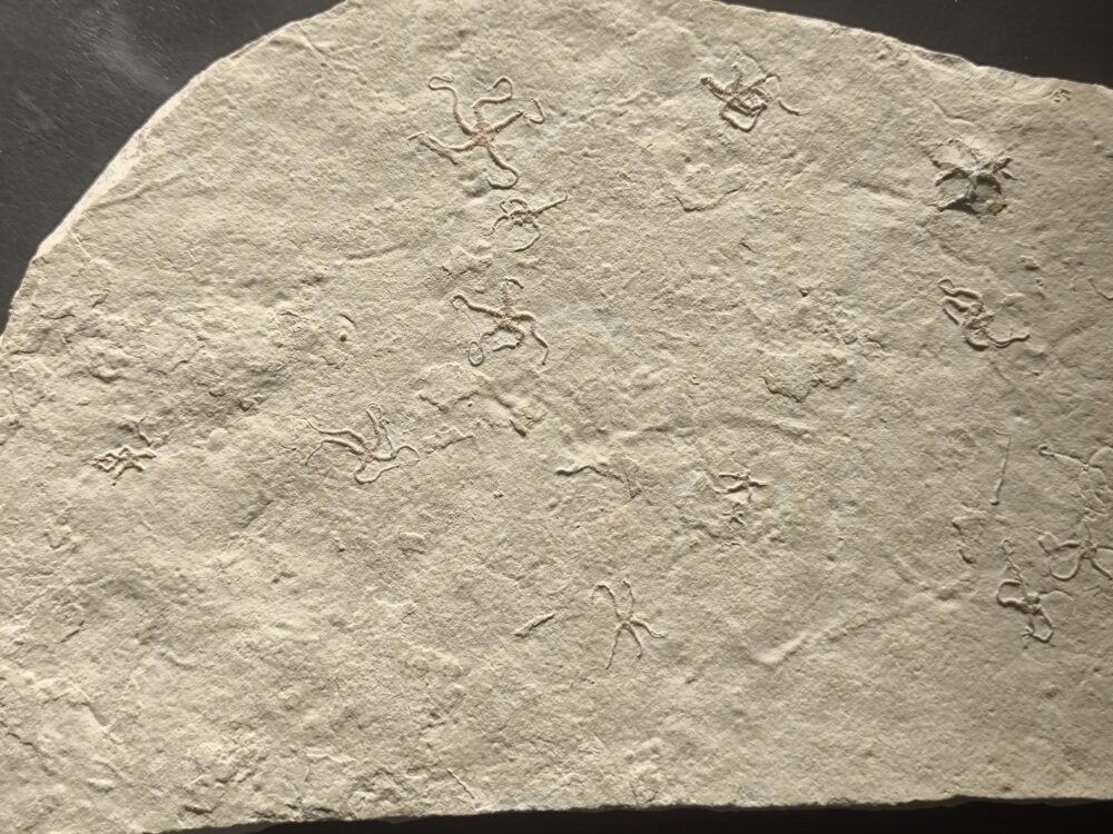 Schöne Platte mit Schlangensternen, Malm, Plattenkalk, Hienheim